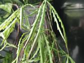 Dirbtiniai svyrantys augalai - nuotraukos Nr. 6