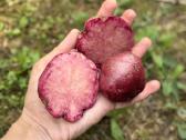 Egzotinės bulvės Blue Star,mulberry Beauty - nuotraukos Nr. 2