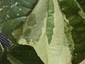 Hibiscus Tiliaceus variegata
