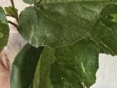 Hibiscus Tiliaceus variegata - nuotraukos Nr. 2