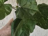Hibiscus Tiliaceus variegata - nuotraukos Nr. 3