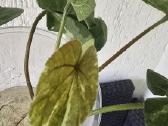 Hibiscus Tiliaceus variegata - nuotraukos Nr. 4