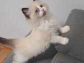 Kilmingi Ragdoll kačiukai - nuotraukos Nr. 2