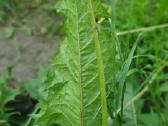 Kiaulpienių sėklos.taraxacum officinale.dandelion - nuotraukos Nr. 4