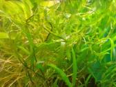 Akvariumo augalai pigiai, Easy-life Profito trąšos - nuotraukos Nr. 3