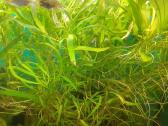 Akvariumo augalai pigiai, Easy-life Profito trąšos