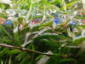 Akvariumo augalai pigiai, Easy-life Profito trąšos - nuotraukos Nr. 2