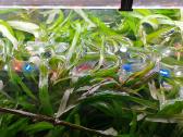 Akvariumo augalai pigiai, Easy-life Profito trąšos - nuotraukos Nr. 4