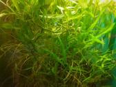 Akvariumo augalai pigiai, Easy-life Profito trąšos - nuotraukos Nr. 5