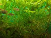 Akvariumo augalai pigiai, Easy-life Profito trąšos - nuotraukos Nr. 6