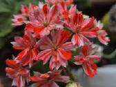 Pelargonija Swiss star - nuotraukos Nr. 12