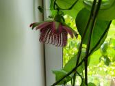 Passiflora "Alata Linhares" Parduodama - nuotraukos Nr. 3