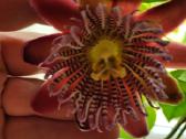 Passiflora "Alata Linhares" Parduodama - nuotraukos Nr. 2