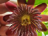 Passiflora "Alata Linhares" Parduodama - nuotraukos Nr. 4