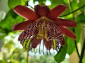 Passiflora "Alata Linhares" Parduodama - nuotraukos Nr. 5