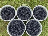 Parduodamos Miško Mėlynės 1l-8eur - nuotraukos Nr. 2