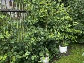Parduodami ginkmedžių sodinukai - nuotraukos Nr. 2