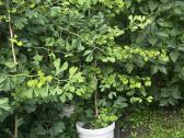 Parduodami ginkmedžių sodinukai - nuotraukos Nr. 3