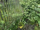 Parduodami ginkmedžių sodinukai - nuotraukos Nr. 4