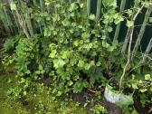 Parduodami ginkmedžių sodinukai - nuotraukos Nr. 5