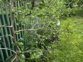 Parduodami ginkmedžių sodinukai - nuotraukos Nr. 6