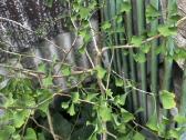Parduodami ginkmedžių sodinukai - nuotraukos Nr. 7
