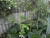 Parduodami ginkmedžių sodinukai - nuotraukos Nr. 8