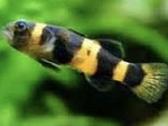 Įv. akvariuminės žuvelės Šiauliuose - nuotraukos Nr. 19