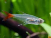 Įv. akvariuminės žuvelės Šiauliuose - nuotraukos Nr. 20