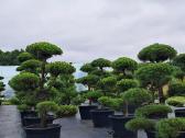 Bonsai.niwaki Juodoji pušis formuota lauko bonzai.
