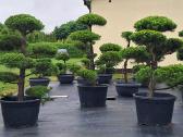 Bonsai.niwaki Juodoji pušis formuota lauko bonzai. - nuotraukos Nr. 2
