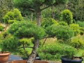 Bonsai.niwaki Juodoji pušis formuota lauko bonzai. - nuotraukos Nr. 3