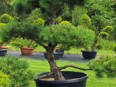 Bonsai.niwaki Juodoji pušis formuota lauko bonzai. - nuotraukos Nr. 4