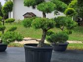 Bonsai.niwaki Juodoji pušis formuota lauko bonzai. - nuotraukos Nr. 5
