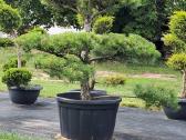 Bonsai.niwaki Juodoji pušis formuota lauko bonzai. - nuotraukos Nr. 6