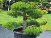Bonsai.niwaki Juodoji pušis formuota lauko bonzai. - nuotraukos Nr. 7