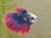 Žuvytės Betta-fish splenders, Deltukai ir krevetės - nuotraukos Nr. 6