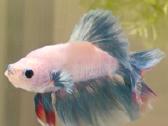 Žuvytės Betta-fish splenders, Deltukai ir krevetės - nuotraukos Nr. 7