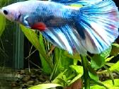 Žuvytės Betta-fish splenders, Deltukai ir krevetės - nuotraukos Nr. 10