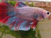 Žuvytės Betta-fish splenders, Deltukai ir krevetės - nuotraukos Nr. 13