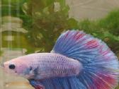 Žuvytės Betta-fish splenders, Deltukai ir krevetės - nuotraukos Nr. 17