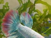 Žuvytės Betta-fish splenders, Deltukai ir krevetės - nuotraukos Nr. 18