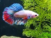 Žuvytės Betta-fish splenders, Deltukai ir krevetės - nuotraukos Nr. 20
