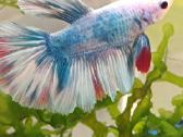 Žuvytės Betta-fish splenders, Deltukai ir krevetės