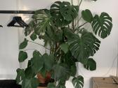 Vešli, labai graži monstera - nuotraukos Nr. 2