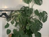 Vešli, labai graži monstera - nuotraukos Nr. 3