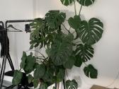 Vešli, labai graži monstera