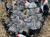 Viščiukai balti leghordnai 1-30dien