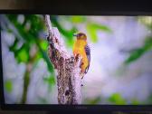 Orion Tv24lb995 LED 61cm. - nuotraukos Nr. 19
