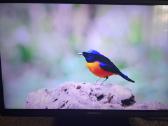 Orion Tv24lb995 LED 61cm. - nuotraukos Nr. 2